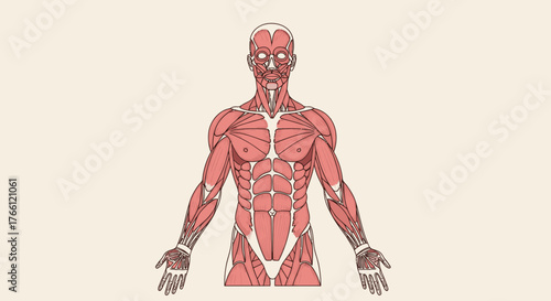Anatomical illustration of the human muscular system front view.