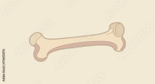 Simple illustration of a single bone on a plain background.