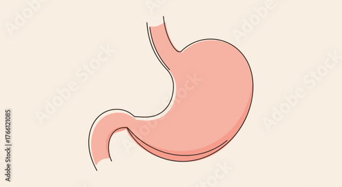 Human Stomach Anatomy Illustration for Medical and Educational Purposes.