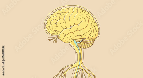 Detailed illustration of the human brain and central nervous system.