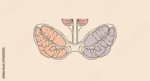Detailed Illustration of the Human Pituitary Gland Anatomy.