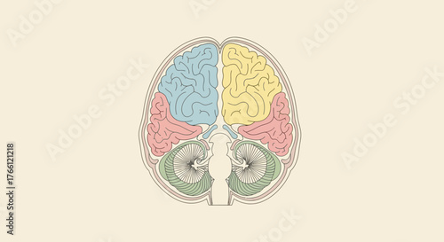 Top View of Human Brain Lobes and Cerebellum.