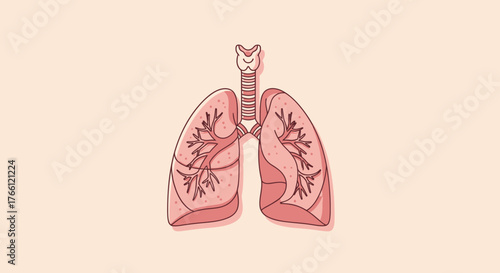 Human Lungs and Respiratory System Anatomy Illustration.