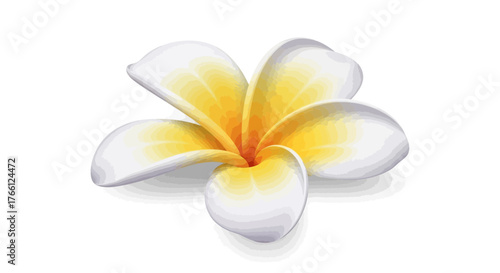 Frangipani Blossom Isolated: A Delicate Tropical Flower Illustration