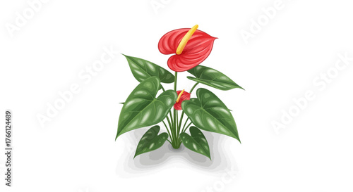 Anthurium plant illustration with vibrant red blooms and glossy green leaves
