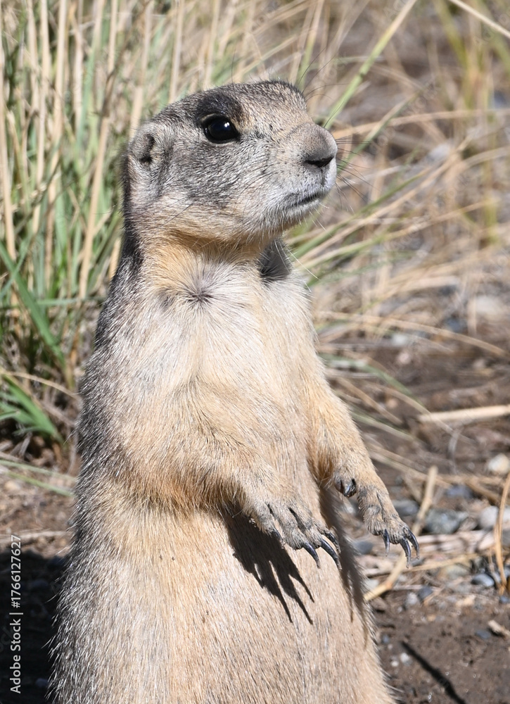 Naklejka premium One Prairie Dog
