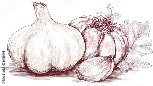Detailed Drawing of Garlic Bulb and Vector Illustration with Outline Isolated on White Background