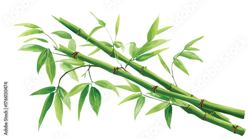 Elegant Green Bamboo Stick on White Background Vector Illustration