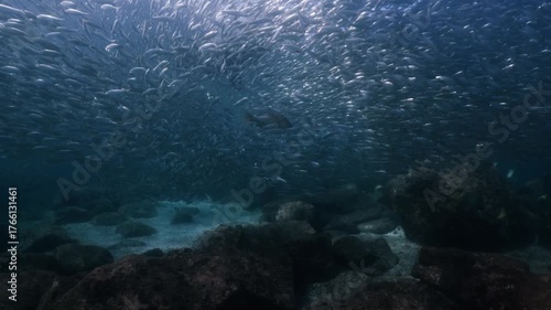 a massive school of sardines shimmering brilliantly beneath the sunlight. The silver fish move in perfect unison just below the ocean surface, cinematic, slow motion, 4k, high resolution