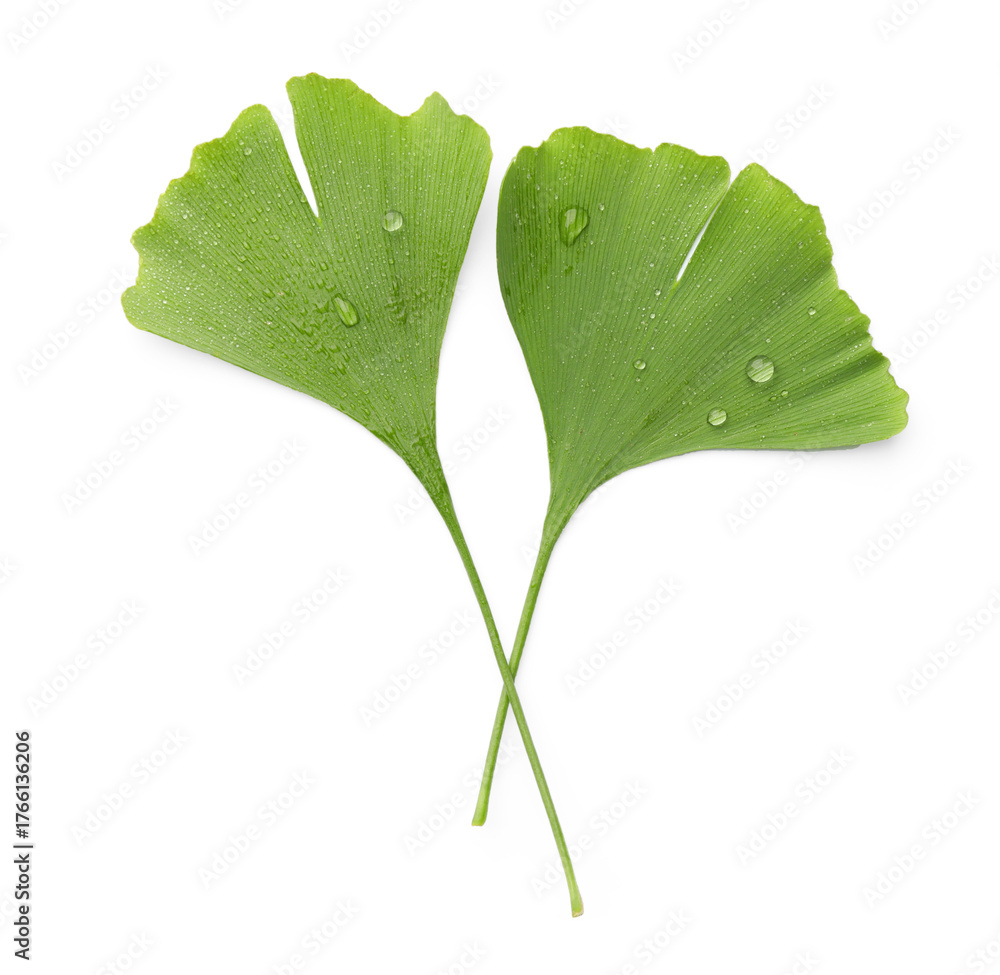 Fototapeta premium Two ginkgo biloba leaves isolated on white