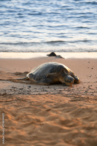 Sea Turtle Resting Peacefully on Sandy Beach at Sunset