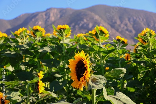 Walking through a field of bright yellow sunflowers and pumpkins at a farm near Oxnard, California