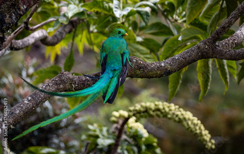 Resplendent quetzal in Costa Rica 