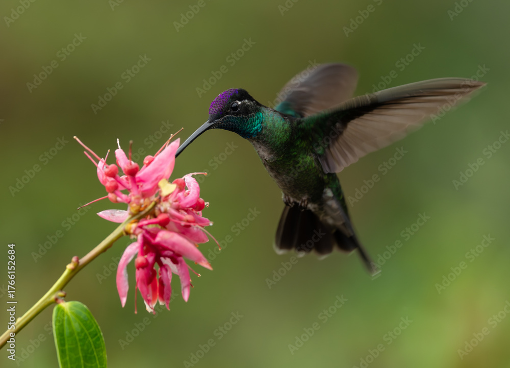 Fototapeta premium A hummingbird in Costa Rica 