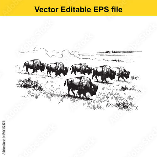 Vector art of a herd of bison grazing in a grassy field with a distant horizon, rendered in a vintage sketch style