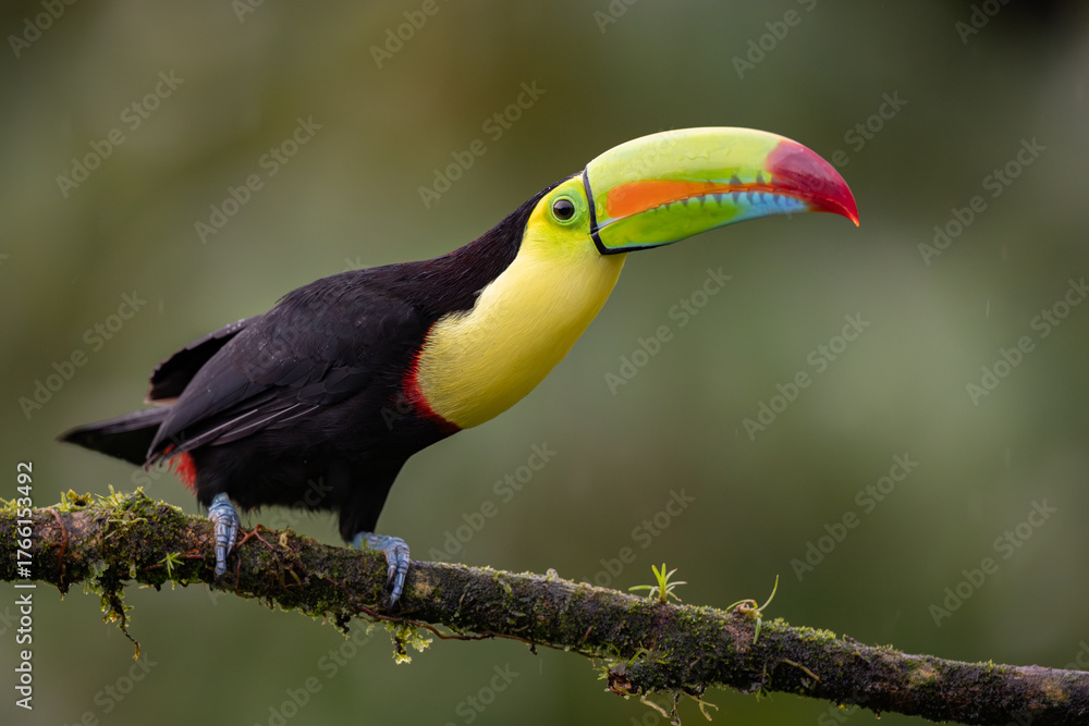 Fototapeta premium A Toucan in Costa Rica 