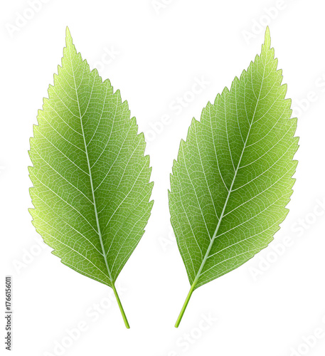 Two green leaves with clear veins and serrated edges, showcasing natural leaf structure and green color.