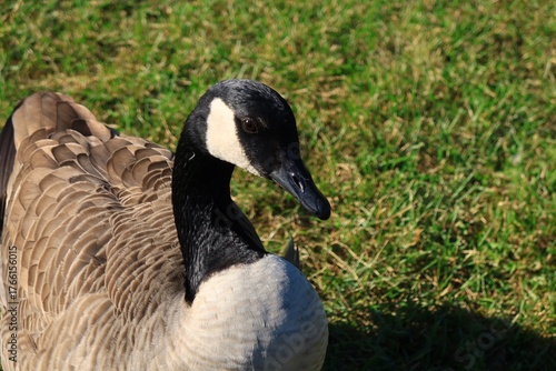 Close-up of Canada Goose Looking at Camera on Autumn Grass