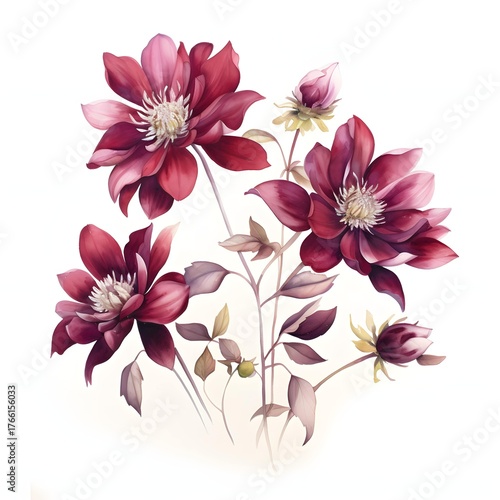 Elegant watercolor painting of dark red dahlia flowers