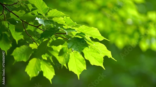 Gentle breeze rustling vibrant green leaves on a tree branch, creating a soft, organic motion background with natural light summer, peaceful, elements
