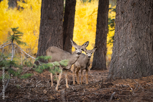 Two deer in mammoth lakes