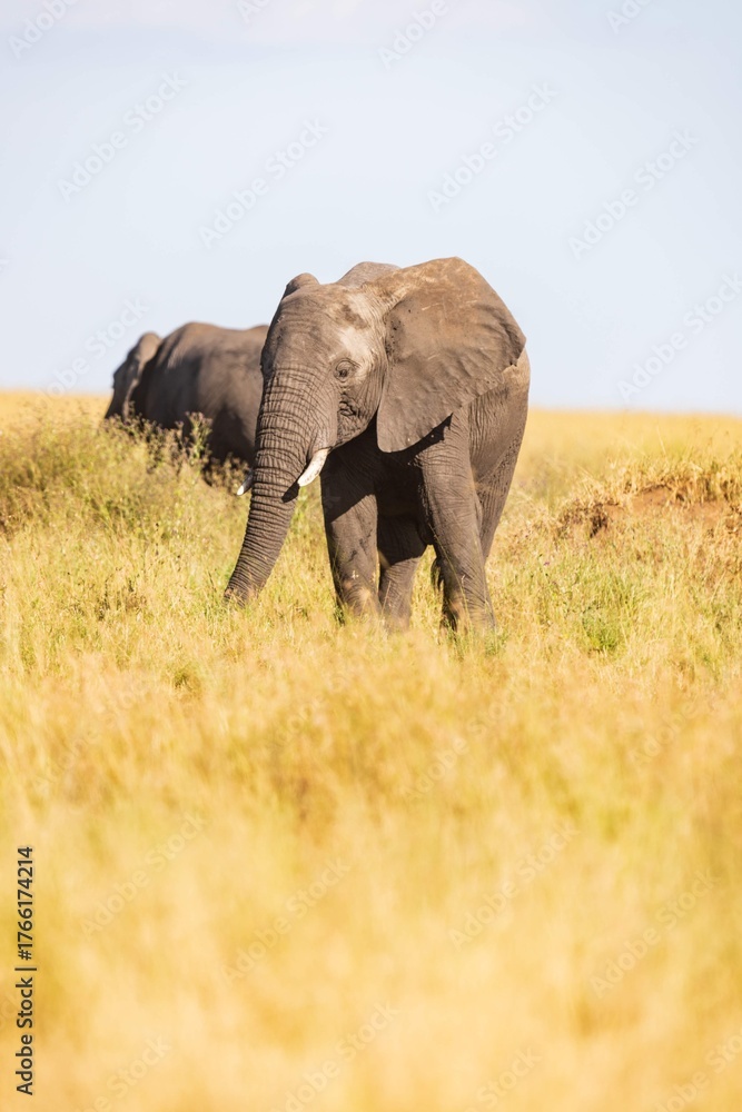 Fototapeta premium African Elephant Grazing in the Golden Savannah Grass with its Herd, Serengeti, Tanzania
