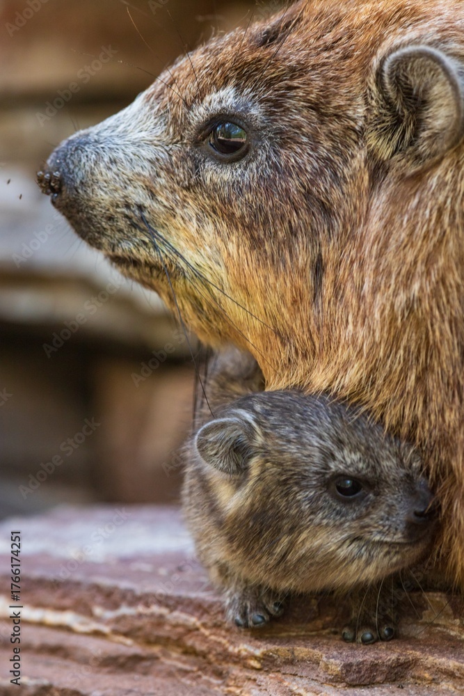 Naklejka premium Close-up Portrait of a Rock Hyrax Mother Cuddling Her Baby on a Stone Ledge