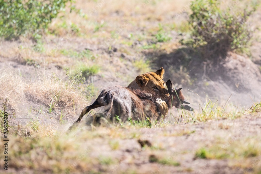 Fototapeta premium Lioness Hunting Wildebeest in African Savanna, Serengeti, Tanzania