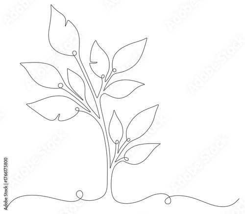 leaf line art