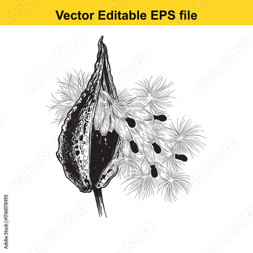 Vector art of closeup sketch of a milkweed seed pod bursting open with fluffy seeds and a stem