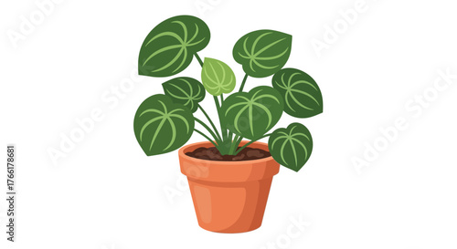 A vibrant monstera deliciosa plant thriving in a terracotta flowerpot