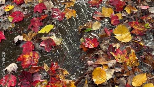 Multi Color Autumn leaves, Fall season red maple leaves with stream of water flowing in nature forest. New England, USA
