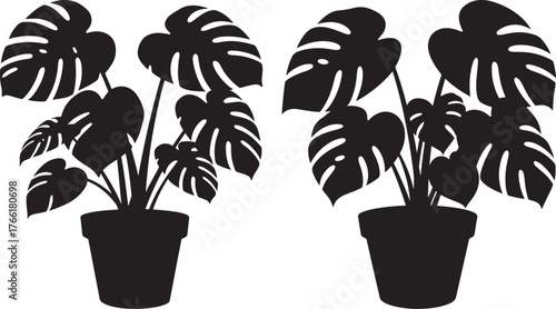 Two potted monstera plants silhouette