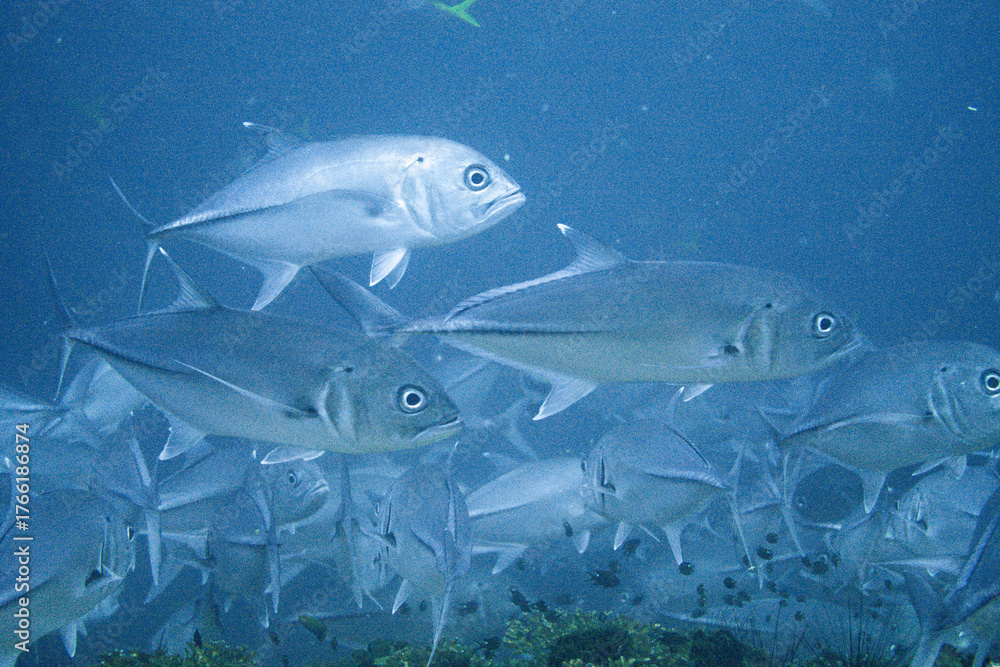 Obraz premium School of bigeye trevally on Koh Tao, Thailand