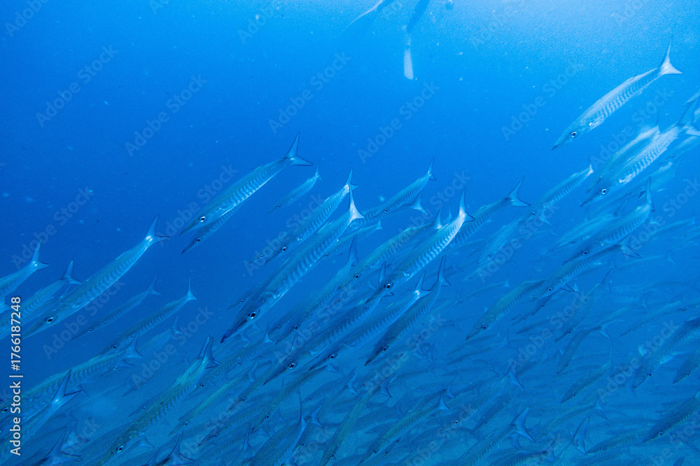 Obraz premium I interacted with lots of barracuda on Koh Tao.
