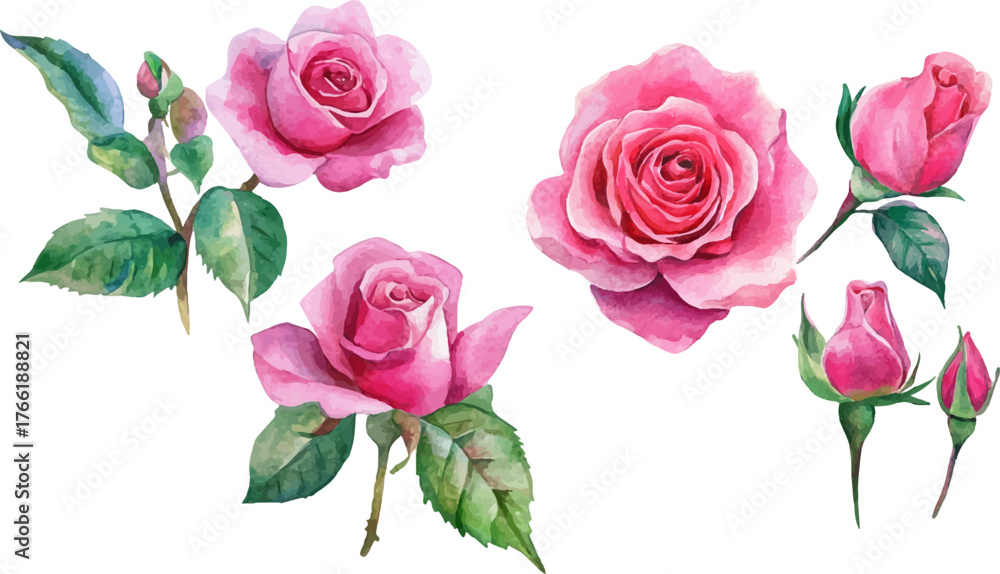Fototapeta premium Hand-painted watercolor pink rose flowers