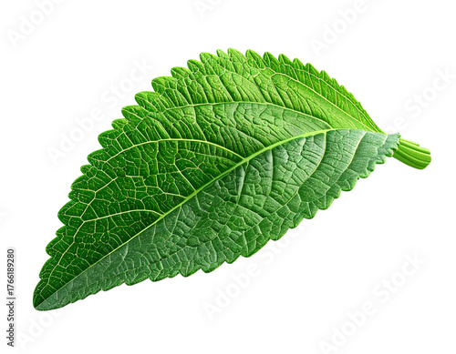 Detailed Isolated Stevia Leaf, Culinary and Herbal Element