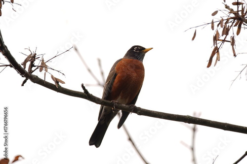robin perched on a branch