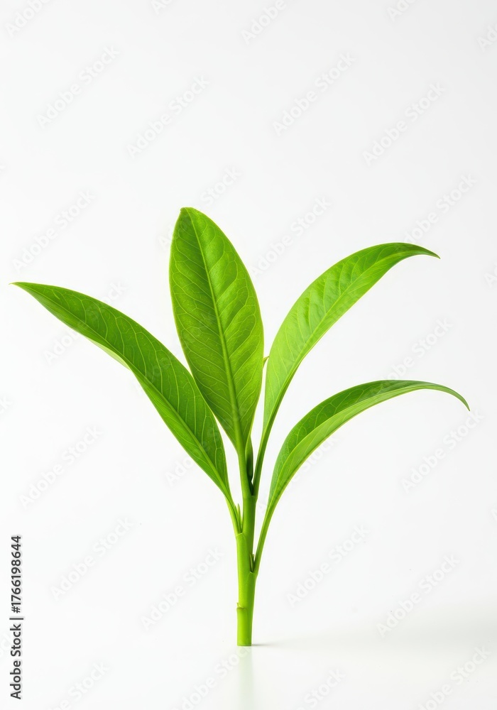 Fototapeta premium Bright green, vibrant leafy plant life isolated on a pure white studio background, symbolizing health, ecology, and natural growth ,health ,spring ,white background