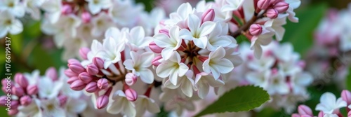 Close-up of delicate white flowers blooming on a white lilac bush, soft focus background, flowering bush, texture, spring