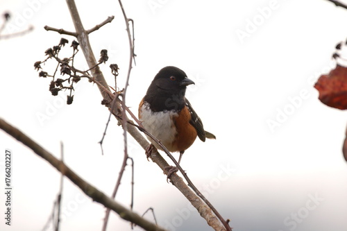 Spotted Towhee on an overcast day