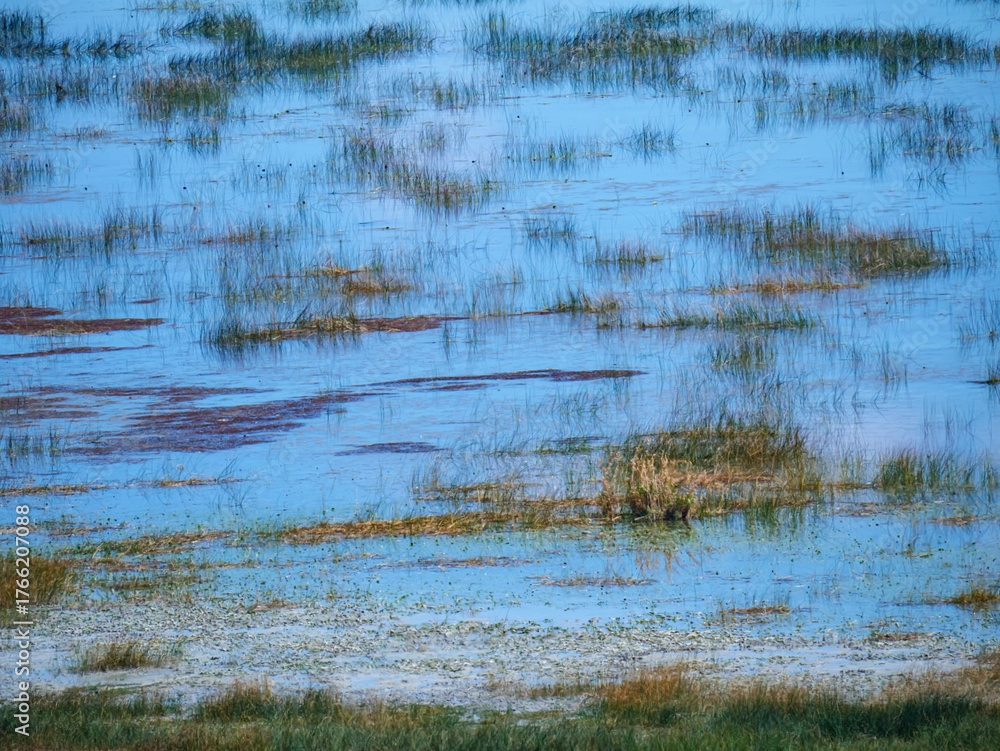 Fototapeta premium A beautiful abstract background of a wetland with colorful reeds and plants reflecting in the calm blue water of a lake