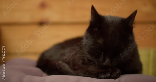 Charming Black Cat Grooming in the Backyard