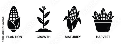 Corn plant growth stages from planting to harvest agriculture farming icons
