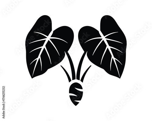 Taro root plant illustration with large leaves and underground corm