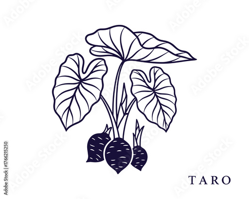 Taro Root Plant with Leaves Hand Drawn Illustration