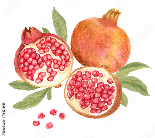 水彩で描いたザクロの果実のイラスト