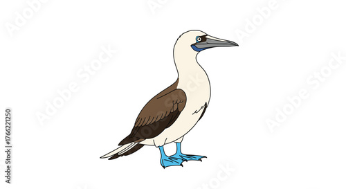 Blue-footed booby bird standing on a white background.