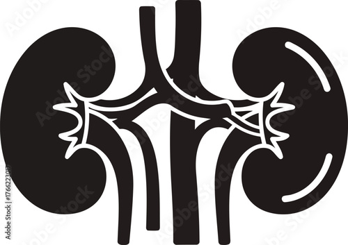 Stylized silhouette icon of human kidneys and urinary tract anatomy medical healthcare concept vector
