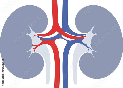 Anatomical illustration of human kidneys with blood vessels and renal artery vein vector